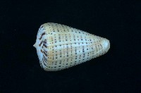 藏品(別緻芋螺)的圖片